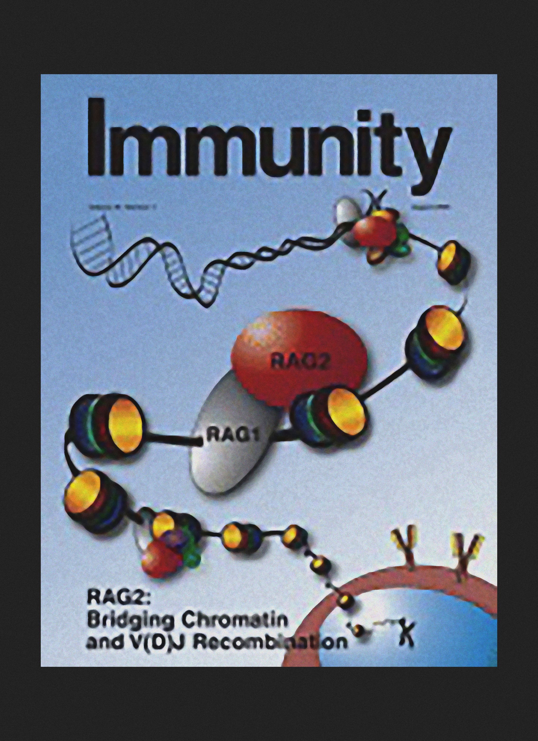 《Immunity》第23卷第2期封面，2005年8月