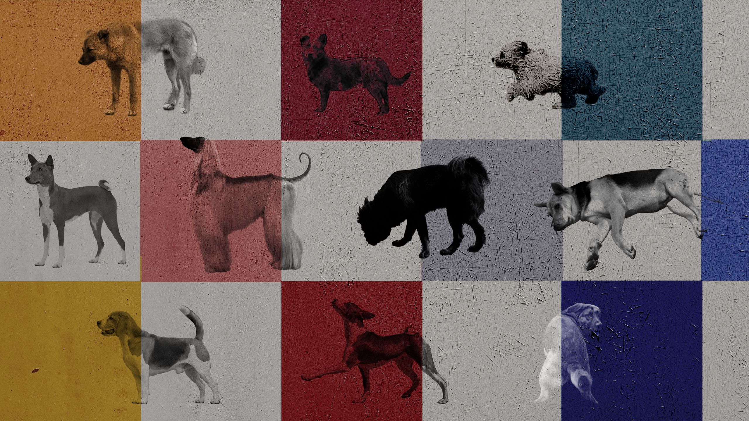 中国扑杀流浪猫狗：在不尊重生命的体制里，人和动物其实在一条船上– Wainao