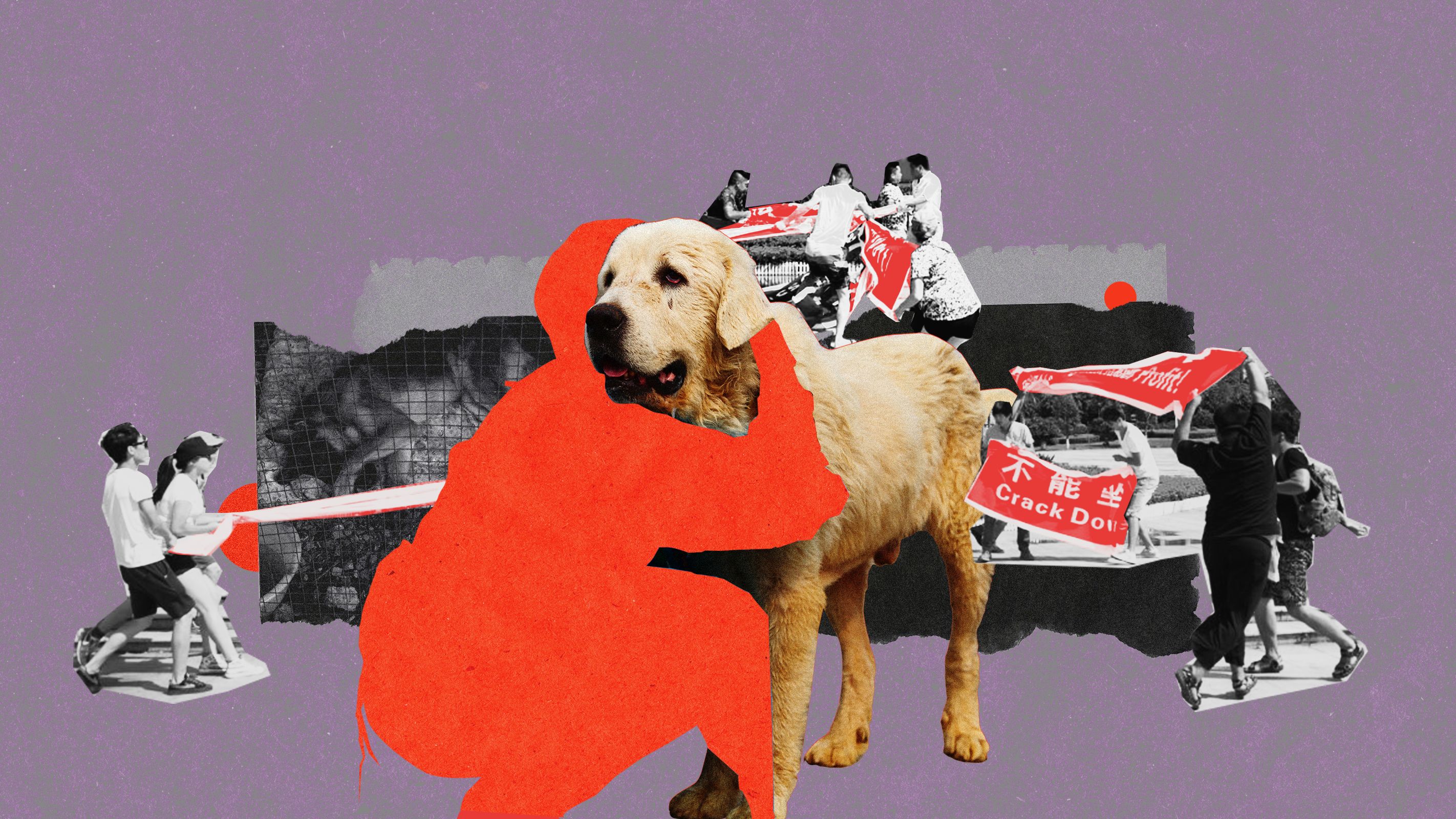 不吃你的狗狗好夥伴- PanSci 泛科學, image size:2844x1600