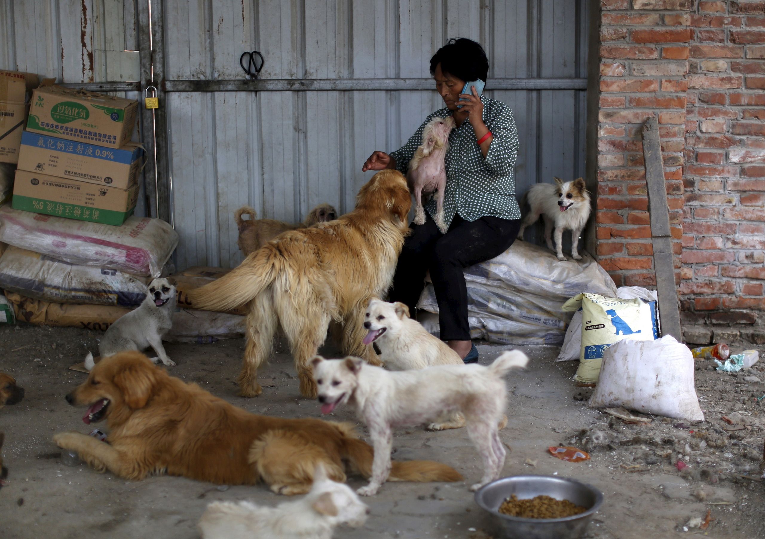 2015年7月8日，天津市，爱狗人士杨晓云在她兴建的狗收容所内。（REUTERS / Kim Kyung-Hoon）