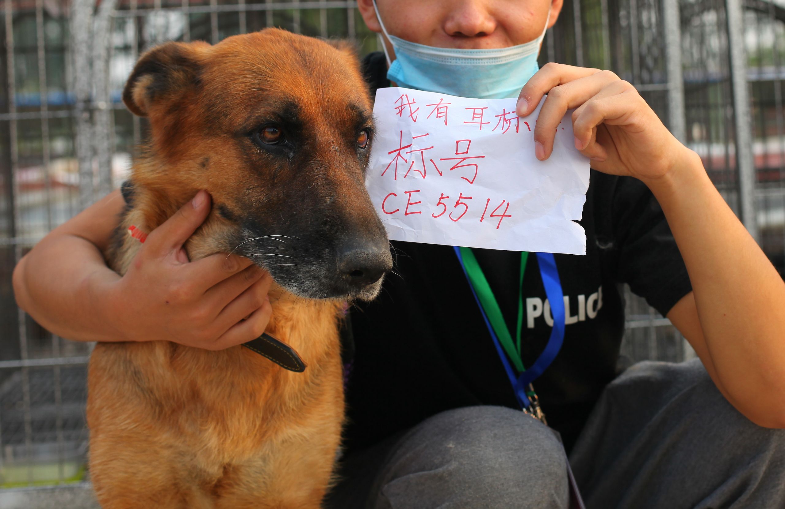 2014年10月10日，辽宁绥中县，志愿者展示一只被救援的前警犬耳标号码。（歪脑 / Shell Long)