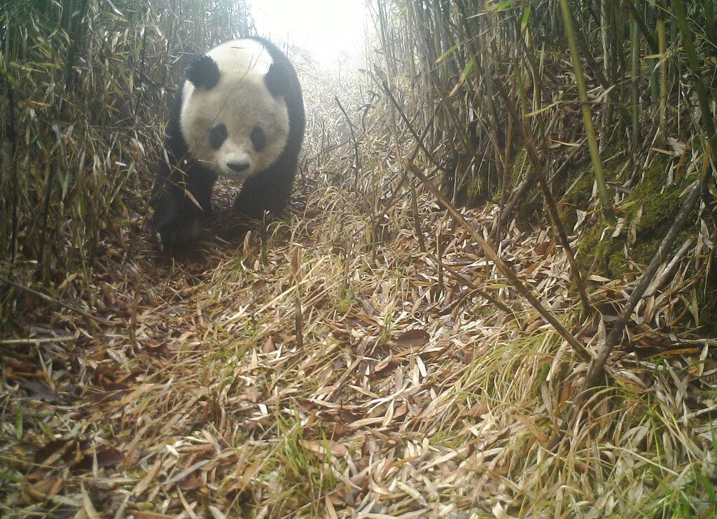2021年12月23日，四川德阳市境内，远程相机捕捉到的野生大熊猫影像。（AP）